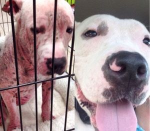 Segunda Chance imagem 6