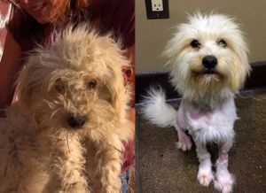 S.O.S PETS - Segunda Chance