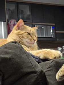 Ajude o Pãozin a fazer xixi sem dor 🐱💔