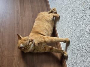 Ajude o Pãozin a fazer xixi sem dor 🐱💔 imagem 6