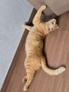 Ajude o Pãozin a fazer xixi sem dor 🐱💔 - Ajude o Pãozin a fazer xixi sem dor 🐱💔