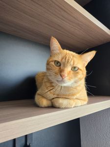 Ajude o Pãozin a fazer xixi sem dor 🐱💔