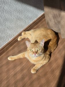 Ajude o Pãozin a fazer xixi sem dor 🐱💔