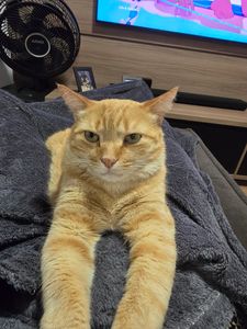 Ajude o Pãozin a fazer xixi sem dor 🐱💔