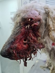 ONG GARRA - Ajude a salvar a ONG GARRA