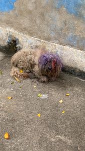 Vaquinha Online - Ajude a salvar a ONG GARRA