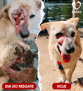 Rio de Janeiro/RJ - Ajude a salvar a ONG GARRA