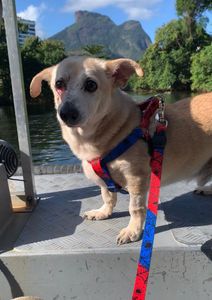 Ajude a salvar a ONG GARRA