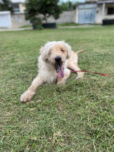 Animais - Ajude a salvar a ONG GARRA