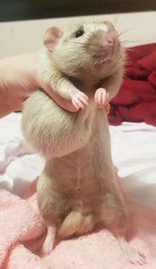 Vaquinha Online - Help Thanatos 