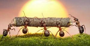 Saúde e Emergências - Ajudar família e amigos.