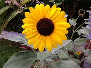 Florianópolis/SC - Ajudar família e amigos.