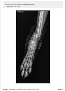 Animais - Cirurgia da Olívia 