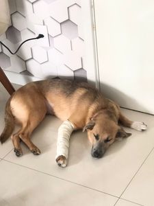 Vaquinha Online - Cirurgia da Olívia 