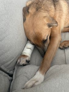 Jean J R - Cirurgia da Olívia 