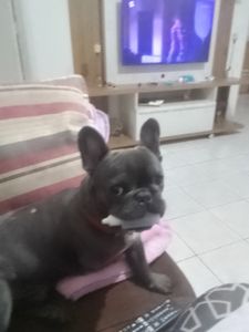 Vaquinha Online - Prótese de pata