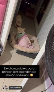 Animais - Cadeirinha de Rodas para Brenda