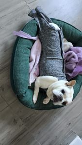 Cadeirinha de Rodas para Brenda