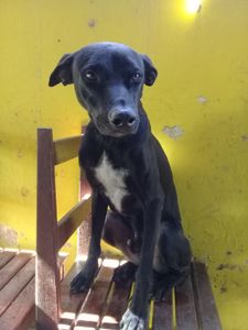 CANIL SOLIDÁRIO : REFORMAR E AMPLIAR imagem 8