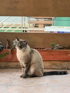 Animais - AJUDE A LUA | HELP LUA | AYUDA A LUA