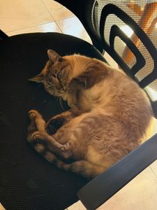 AJUDE A LUA | HELP LUA | AYUDA A LUA imagem 6
