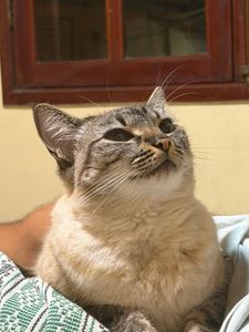 AJUDE A LUA | HELP LUA | AYUDA A LUA