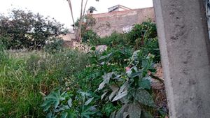 Vaquinha Online - Ajuda para começar a contrução da casa da família Matia