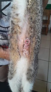 Bertioga/SP - Precisamos de ajuda para custear o tratamento da nossa gata.