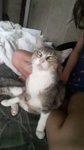 Ajude nossa gata Jane - Precisamos de ajuda para custear o tratamento da nossa gata.