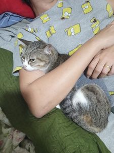 Vaquinha Online - Precisamos de ajuda para custear o tratamento da nossa gata.