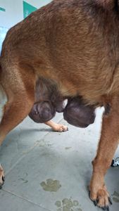 Animais - Eles não têm voz… mas tem a Ana!