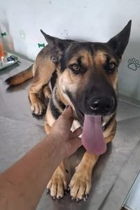 Eles não têm voz… mas tem a Ana! imagem 7