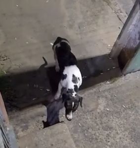 Eles não têm voz… mas tem a Ana!