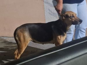 Vaquinha Online - Eles não têm voz… mas tem a Ana!
