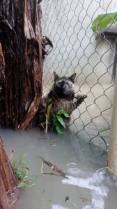 Focinhos de Luz castigada pelas chuvas de verão