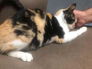 Ajuda para Sônia 🐱 imagem 8