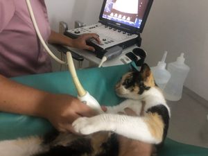 Ajuda para Sônia 🐱 imagem 7
