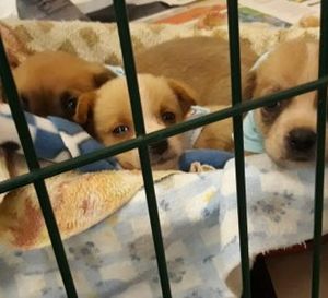 Recuperação , Doação e Alimentação de Animais     imagem 10