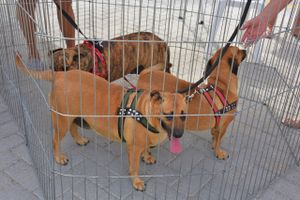 Recuperação , Doação e Alimentação de Animais     imagem 9