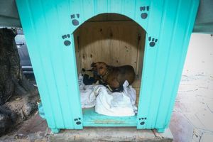 Vitória de Santo Antão/PE - Recuperação , Doação e Alimentação de Animais    