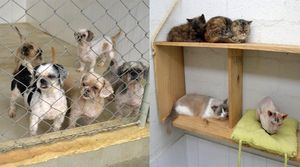 Recuperação , Doação e Alimentação de Animais     imagem 6