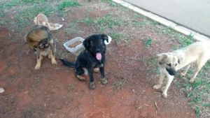 Recuperação , Doação e Alimentação de Animais     imagem 8