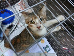 Vaquinha Online - Recuperação , Doação e Alimentação de Animais    