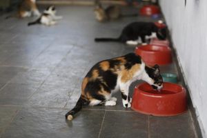 Animais - Recuperação , Doação e Alimentação de Animais    