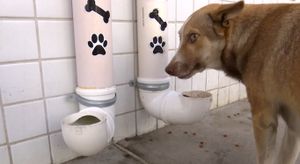 sos animais e meio ambiente - Recuperação , Doação e Alimentação de Animais    