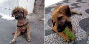 Recuperação , Doação e Alimentação de Animais     imagem 7