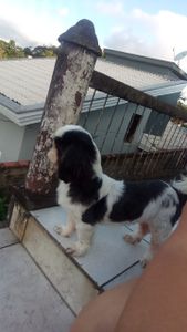 Animais - para cirurgia do Bob