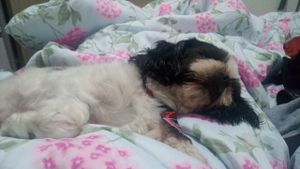 Ajuda para o Bob - para cirurgia do Bob