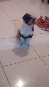 Vaquinha Online - para cirurgia do Bob