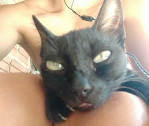 Vaquinha Online - Ajuda para o tratamento do gatinho felino que está com Hipertireoidismo